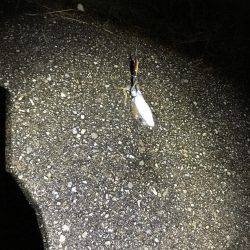 奈良より釣ーリング（バイク釣行）