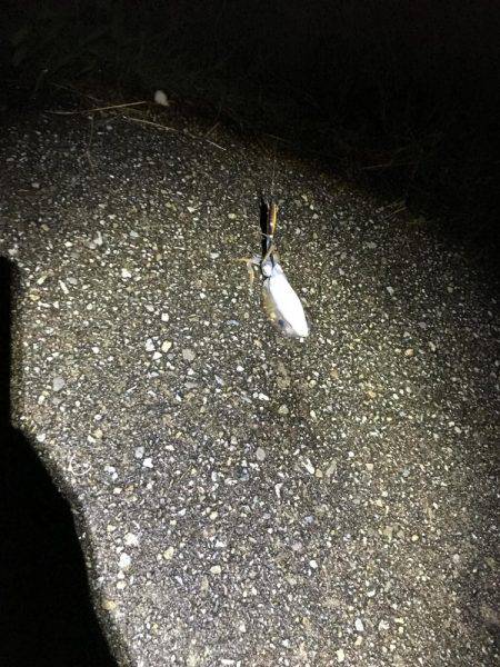 奈良より釣ーリング（バイク釣行）