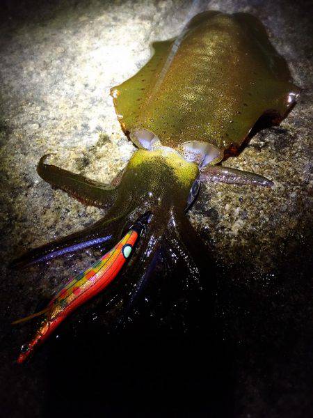 月夜のエギング