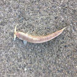 シーバス狙いのはずか