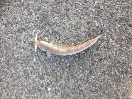 シーバス狙いのはずか