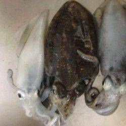 イカ三兄弟だよん