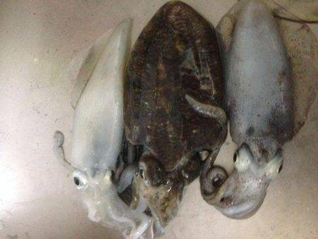 イカ三兄弟だよん