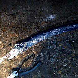 台風前に明石港にて生態調査