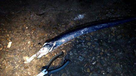 台風前に明石港にて生態調査