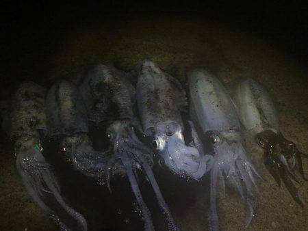 イカ好調、良い大きさに！