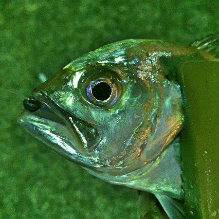 北風太刀 湾奥メッキ