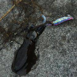 大きくなってます