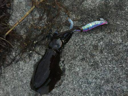 大きくなってます