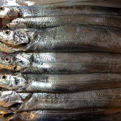 安定の太刀魚とサゴシ