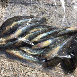 秋晴れ癒しハゼ(^o^)