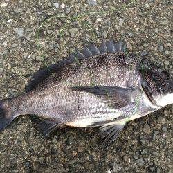 どうにか釣れた！