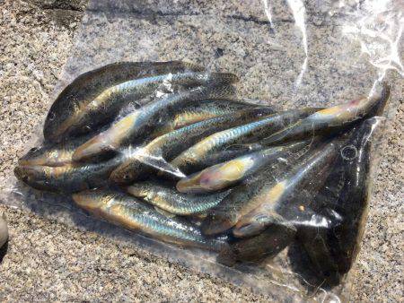 秋晴れ癒しハゼ(^o^)