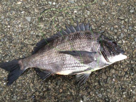 どうにか釣れた！