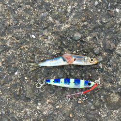 フォール中にガツン！