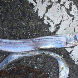 南港でまさかの