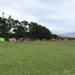 ホウライヒメジ?