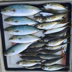 鯛、ハマチ、鯵、家島〜小豆島