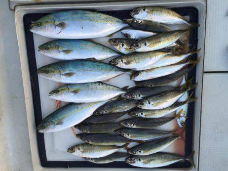 鯛、ハマチ、鯵、家島〜小豆島