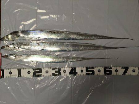 岸和田一文字 タチウオ釣行