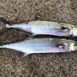 まずめ時活性良