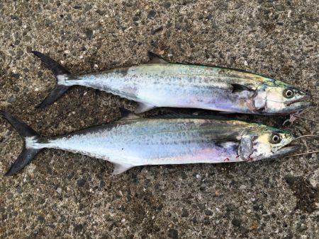 まずめ時活性良