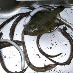 久々のアナゴ調査