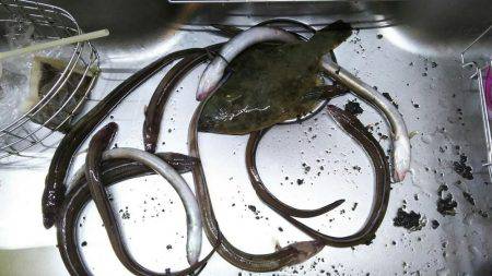 久々のアナゴ調査