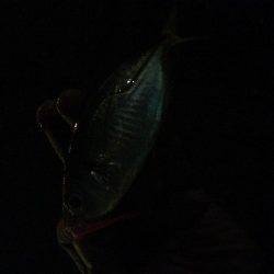 タチウオからのアジング