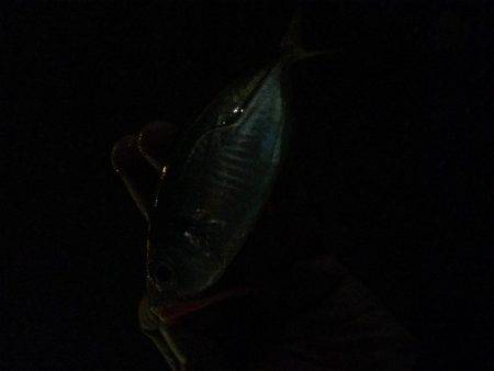 タチウオからのアジング