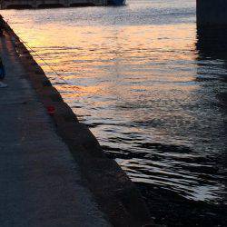 久しぶりのタチウオ