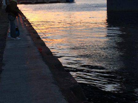 久しぶりのタチウオ