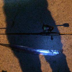 アジング&サビキ&泳がせ！