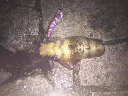 淡路島 翼港 エギング釣行