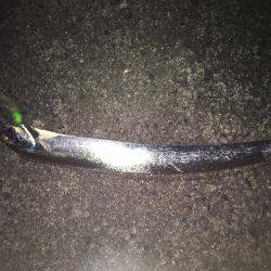 爆風タチウオ釣行