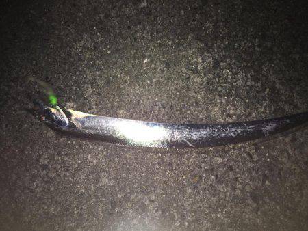 爆風タチウオ釣行