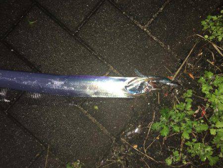 タチウオ コスモスクエア