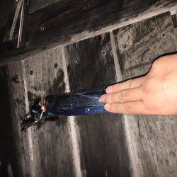 タチウオ激しぶ