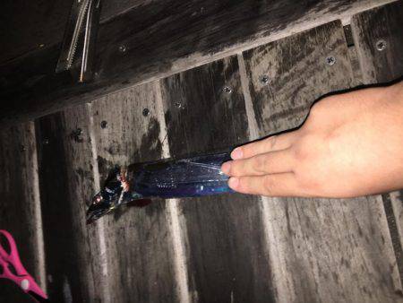 タチウオ激しぶ