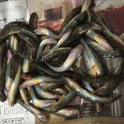 のんびりハゼ釣りwith親父