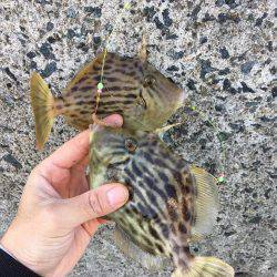 カレイ狙いその1