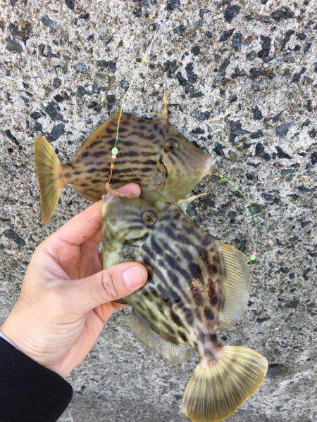 カレイ狙いその1