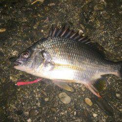 アジング〜\(^o^)/