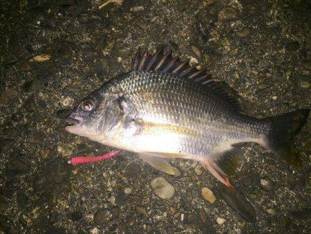 アジング〜\(^o^)/