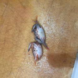 北公園 タチウオ オオアジ