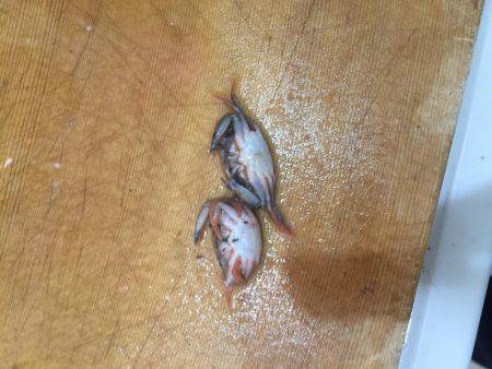 北公園 タチウオ オオアジ