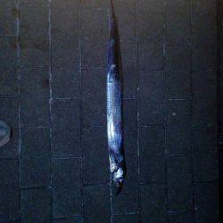 コスモスクエアで太刀魚