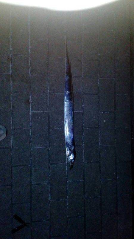 コスモスクエアで太刀魚