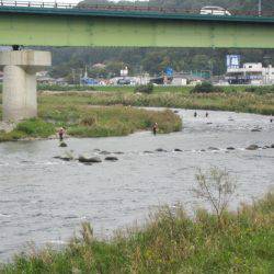 狩野川(狩野川漁業協同組合) 釣果