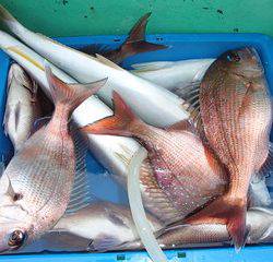 第二むつ漁丸 釣果